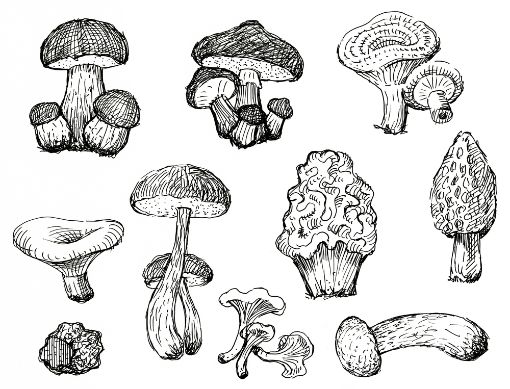7 Medicinal Mushrooms to Include in Your Diet
