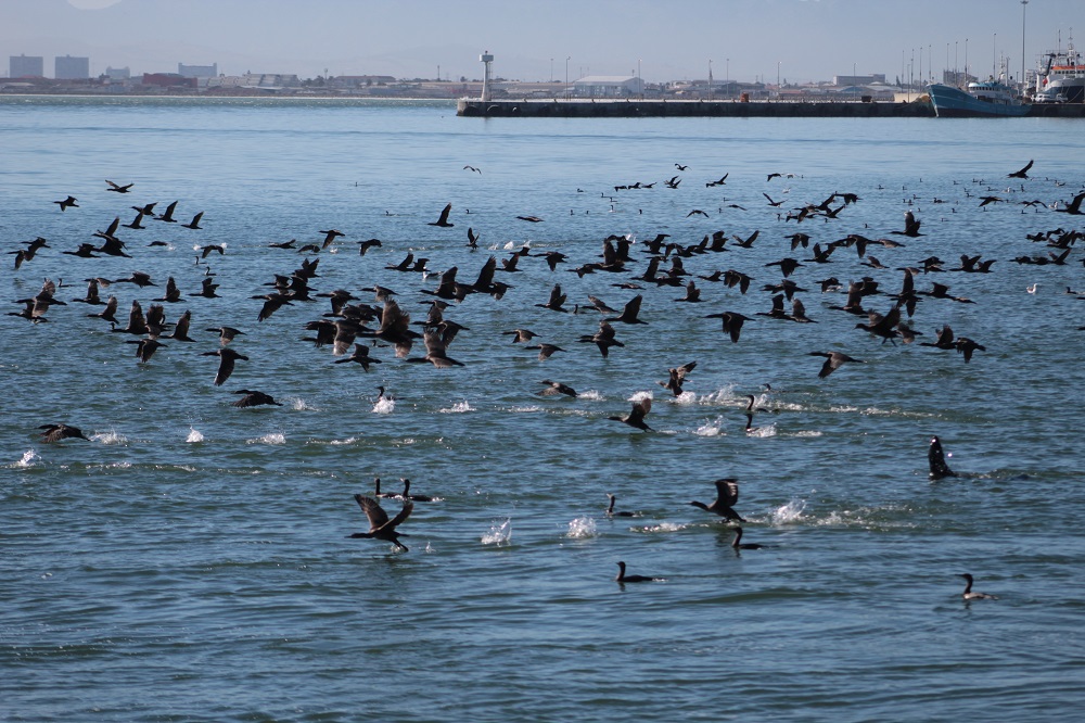 Birds on water_Yatch Boaz_web