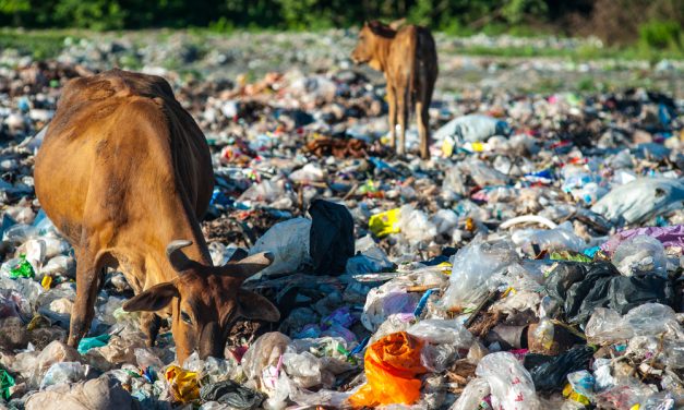 Cows eating trash_waste crisis