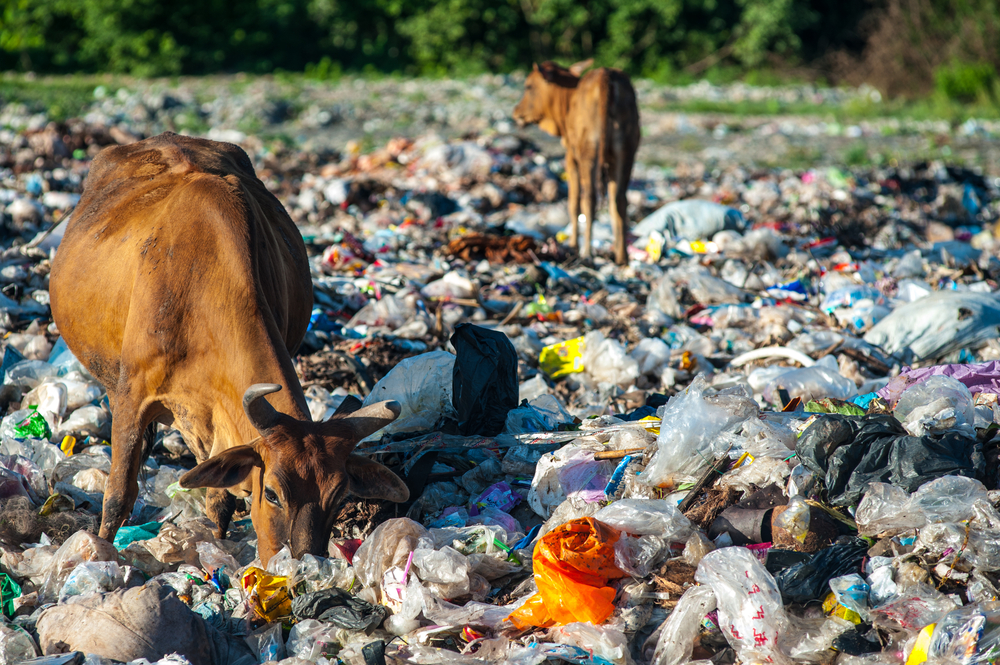 Cows eating trash_waste crisis