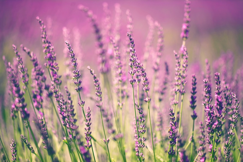 Lavender Love: The Good Work Behind our Lavender Hill Range