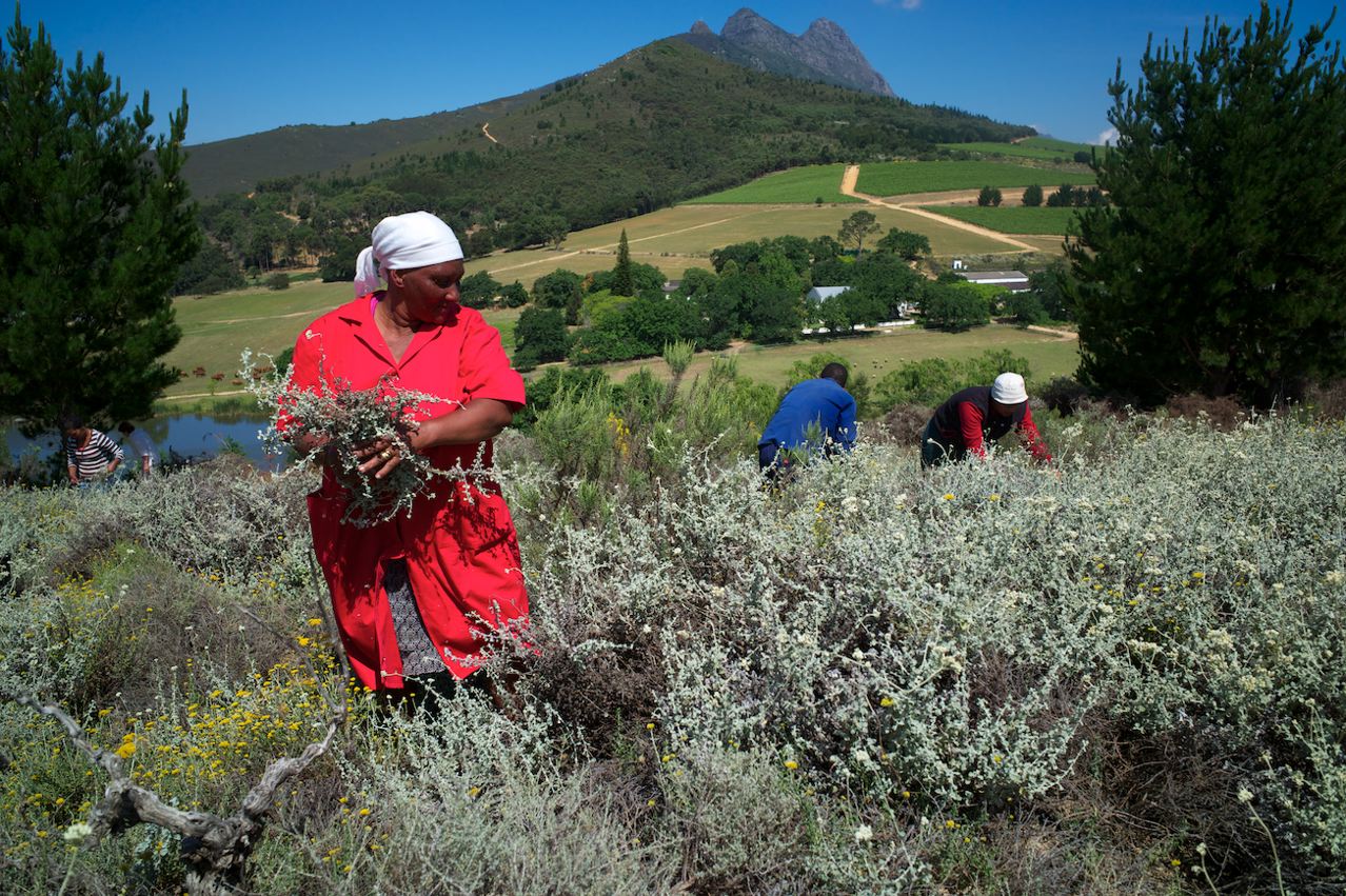 Fynbos Harvest