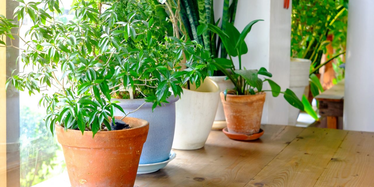 Indoor Plants That Detoxify The Air Faithful To Nature Natural And Indoor Plants That Detoxify The Air