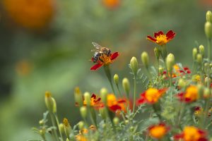 How-to-Fill-Your-Garden-With-Birds,-Bees-and-Butterflies