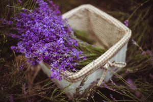 Lavender Essential Oil