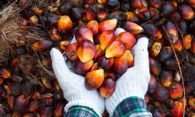 Palm Oil_web