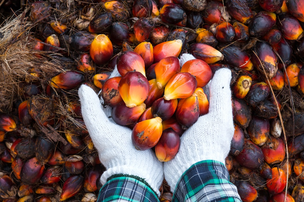 Palm Oil_web