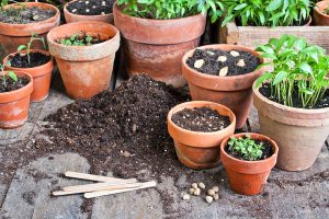 Veggies-in-pots_web