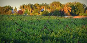 african vineyard