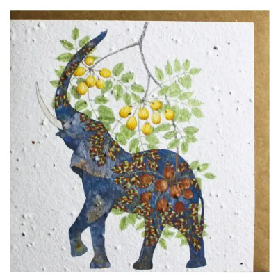 Growing Paper Elephant & Marula Greeting Card