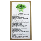 6 Degrees East Heirloom Herb Seeds - Rocket - Arugula