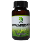 Big Tree Sutherlandia