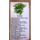 6 degrees east Herloom Herb Seeds - Coriander - Slow Bolt