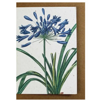 Growing Paper Agapanthus Greeting Card