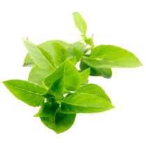 Sandveld Seeds Basil - Sweet