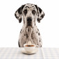 Innovablendz Bark & Brew - Calming Botanical Tea for Dogs