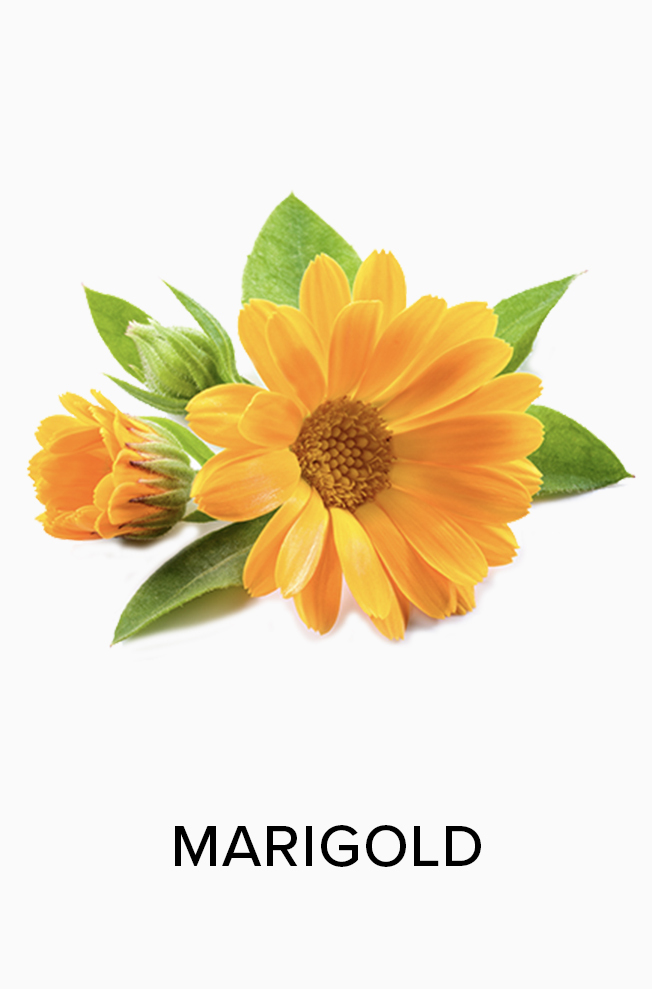 Marigold