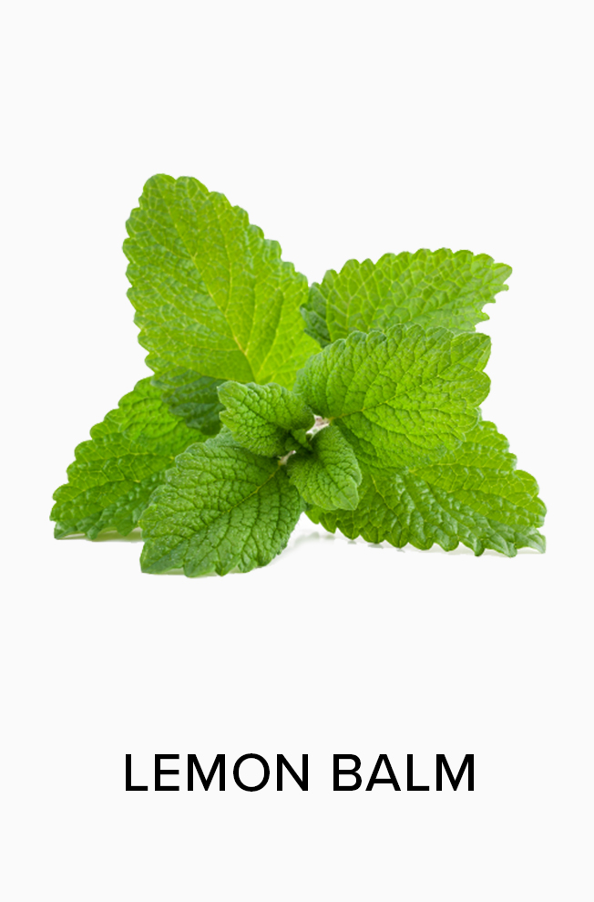 Lemon Balm
