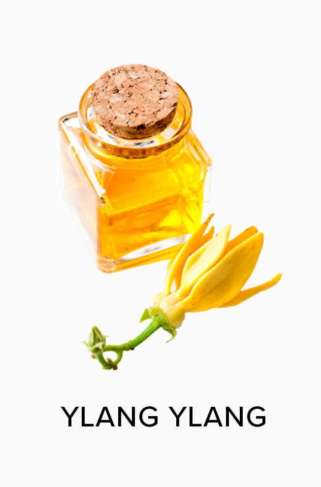 Ylang Ylang Oil