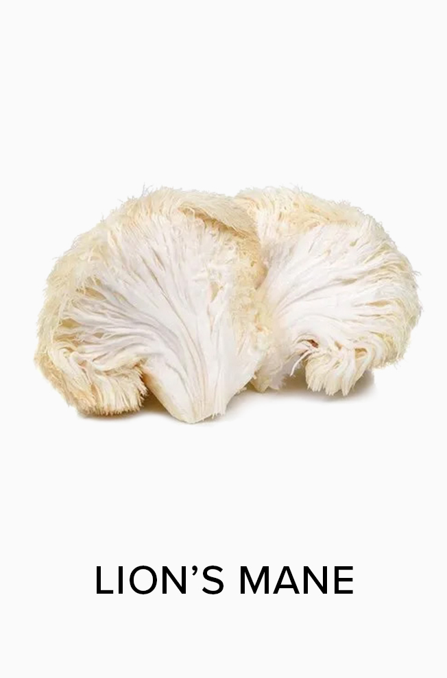 Lion's Mane