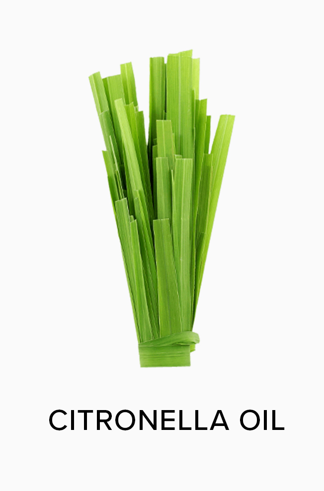 Citronella Oil